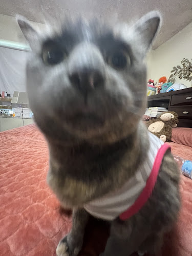AC9h4nondYIJseKJZIhhk05WjRB37eNbucpvg1l8S9YCVp5PxMqChxaeCpgGenF0vCXA7-g5UvutKyzULmhYqZF8mFPBsIENvAREcah8AIk18zGsjszZpO8Z47pVjmDzCG9r4RSR6VUw800-h500-k-no.jpg